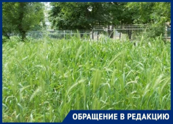 «Каждый день после прогулки я снимаю клещей со своей собаки»: волгодончанка «Каждый день после прогулки я снимаю клещей со своей собаки»: волгодончанка