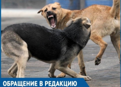 Жители Волгодонска готовы устроить самосуд ради борьбы с безнадзорными животными Жители Волгодонска готовы устроить самосуд ради борьбы с безнадзорными животными