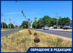 «Нельзя сажать деревья на разделительной полосе»: волгодонец о тополях на улице Прибрежной «Нельзя сажать деревья на разделительной полосе»: волгодонец о тополях на улице Прибрежной