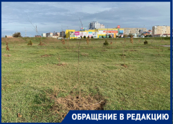«Торчащие палки в районе ТРЦ - это сад?»: волгодончанка о посадке деревьев на Набережной «Торчащие палки в районе ТРЦ - это сад?»: волгодончанка о посадке деревьев на Набережной