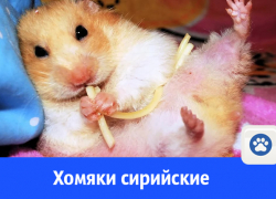 Сирийские жёлтые и белые хомяки ищут хозяев Сирийские жёлтые и белые хомяки ищут хозяев