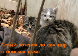 «Помогите им выжить»: крошечным красивым котятам ищут заботливых хозяев «Помогите им выжить»: крошечным красивым котятам ищут заботливых хозяев