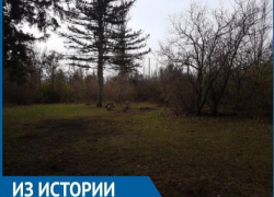38 лет назад в волгодонском дендрарии были срублены несколько голубых елей 38 лет назад в волгодонском дендрарии были срублены несколько голубых елей