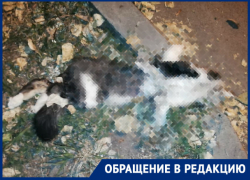Стая бездомных псов разорвала кошку на улице Лермонтова, - волгодончанка Стая бездомных псов разорвала кошку на улице Лермонтова, - волгодончанка
