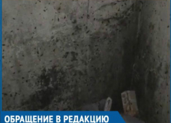 Туча мерзких тараканов заполонила подъезд на Строителей Туча мерзких тараканов заполонила подъезд на Строителей