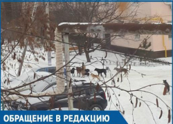 Из-за стаи бродячих собак волгодончанка отправляет ребенка в школу на такси Из-за стаи бродячих собак волгодончанка отправляет ребенка в школу на такси