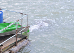 494 тысячи мальков сазана выпустили в Цимлянское водохранилище 494 тысячи мальков сазана выпустили в Цимлянское водохранилище
