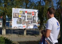 Волгодонцы смогут помочь бездомным животным с передержки Волгодонцы смогут помочь бездомным животным с передержки
