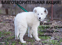 Волгодонцы смогут оказать гуманитарную и финансовую помощь бездомным животным Волгодонцы смогут оказать гуманитарную и финансовую помощь бездомным животным