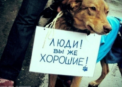 Зоозащитники Волгодонска снова забили тревогу: в городе появилась шайка подростков издевающихся над животными Зоозащитники Волгодонска снова забили тревогу: в городе появилась шайка подростков издевающихся над животными