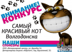 Завершен прием заявок на конкурс «Самый красивый кот Волгодонска» Завершен прием заявок на конкурс «Самый красивый кот Волгодонска»