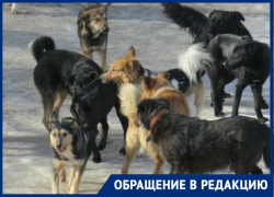 Свора бездомных собак безжалостно разорвали кошку в старой части Волгодонска Свора бездомных собак безжалостно разорвали кошку в старой части Волгодонска