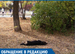 В Волгодонске массово потравили бездомных собак В Волгодонске массово потравили бездомных собак