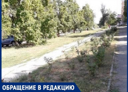 «Розы гибнут в сквере машиностроителей»: волгодончанка «Розы гибнут в сквере машиностроителей»: волгодончанка