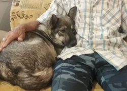 Волгодонцы спасли жизнь собаке с намотанной на лапу проволокой Волгодонцы спасли жизнь собаке с намотанной на лапу проволокой