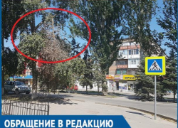 Сухая ветка повисла над пешеходной дорожкой по улице Ленина Сухая ветка повисла над пешеходной дорожкой по улице Ленина