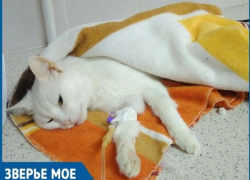 Прием контрацептивов спровоцировал у 13-летней кошки болезнь и операцию по удалению матки Прием контрацептивов спровоцировал у 13-летней кошки болезнь и операцию по удалению матки