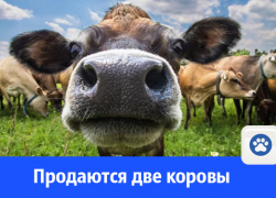 В Волгодонске продают двух дойных коров В Волгодонске продают двух дойных коров