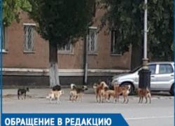 Своры бездомных собак - одна из главных проблем города, - волгодонцы Своры бездомных собак - одна из главных проблем города, - волгодонцы