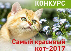 Внимание! Стартовало голосование в конкурсе «Самый красивый кот-2017» Внимание! Стартовало голосование в конкурсе «Самый красивый кот-2017»