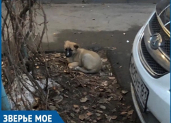 Выпивший волгодонец завел щенка, а протрезвев выкинул его на улицу Выпивший волгодонец завел щенка, а протрезвев выкинул его на улицу