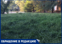 Заросли амброзии засняли волгодонцы во дворе на улице Ленина Заросли амброзии засняли волгодонцы во дворе на улице Ленина