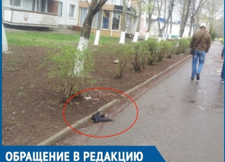 Аллею «мертвых птиц» в центре города высмеяли волгодонцы Аллею «мертвых птиц» в центре города высмеяли волгодонцы