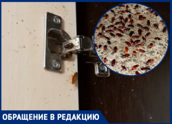 «Тараканы лезут даже в холодильник»: волгодонцы не могут избавиться от насекомых «Тараканы лезут даже в холодильник»: волгодонцы не могут избавиться от насекомых