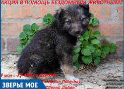 Люди смогут помочь бездомным животным во время благотворительной акции в Волгодонске Люди смогут помочь бездомным животным во время благотворительной акции в Волгодонске