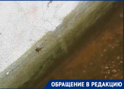 В зеленое болото с лягушками превратился фонтан у «Комсомольца» В зеленое болото с лягушками превратился фонтан у «Комсомольца»