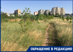 Высокая трава в парке «Молодежный» вызывает опасения у жителей Волгодонска Высокая трава в парке «Молодежный» вызывает опасения у жителей Волгодонска