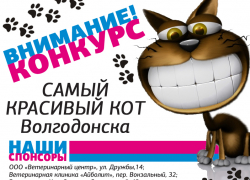 Голосование в конкурсе «Самый красивый кот Волгодонска» стартует уже в ближайшие выходные Голосование в конкурсе «Самый красивый кот Волгодонска» стартует уже в ближайшие выходные
