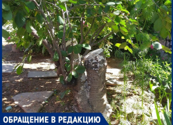 Шелковица и орех вызвали конфликт между жителями В-25 Шелковица и орех вызвали конфликт между жителями В-25