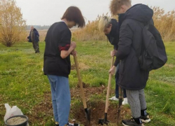 В Волгодонске в сквере Общественной палаты высадили более ста сосен и тополей В Волгодонске в сквере Общественной палаты высадили более ста сосен и тополей