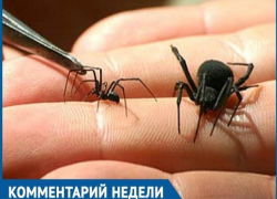 В Волгодонске нет вакцины от укусов опасного паука каракурта, - Анатолий Потехин В Волгодонске нет вакцины от укусов опасного паука каракурта, - Анатолий Потехин