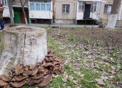 Житель Волгодонска отравился дикорастущими грибами, которые собрал возле дома Житель Волгодонска отравился дикорастущими грибами, которые собрал возле дома