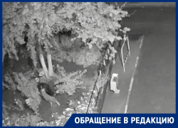 Себе нужнее: волгодончанка украла 6 кустов цветов с клумбы во дворе МКД Себе нужнее: волгодончанка украла 6 кустов цветов с клумбы во дворе МКД