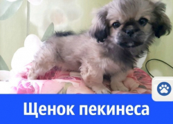 Ласковый щенок пекинеса может стать твоим другом Ласковый щенок пекинеса может стать твоим другом