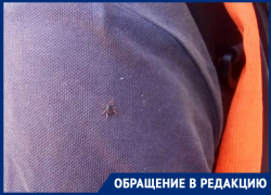 Клещи атаковали сквер «Дубравушка» в Волгодонске Клещи атаковали сквер «Дубравушка» в Волгодонске