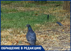 «Птицы еле выживают в такую жару»: сердобольная волгодончанка приносит воду для птиц в Парк Победы «Птицы еле выживают в такую жару»: сердобольная волгодончанка приносит воду для птиц в Парк Победы