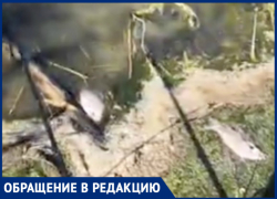 «Любимое место для рыбалки превратилось в кладбище из рыб»: волгодончанка «Любимое место для рыбалки превратилось в кладбище из рыб»: волгодончанка