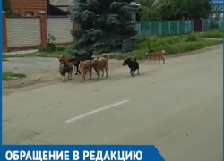 Стая бездомных собак из девяти особей пугает жителей переулка Вокзального Стая бездомных собак из девяти особей пугает жителей переулка Вокзального