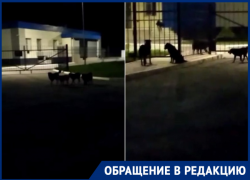 «Мы боимся идти домой»: стая бездомных собак держит в страхе жителей новой части Волгодонска «Мы боимся идти домой»: стая бездомных собак держит в страхе жителей новой части Волгодонска