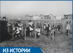 Волгодонск хотели превратить в город сплошных фруктовых садов Волгодонск хотели превратить в город сплошных фруктовых садов