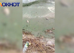 Зеленая вода и тухлая рыба на берегу Цимлянского водохранилища возмутила волгодонцев Зеленая вода и тухлая рыба на берегу Цимлянского водохранилища возмутила волгодонцев