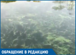 Дон превратился в вонючее болото, - волгодонец Дон превратился в вонючее болото, - волгодонец