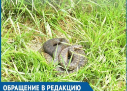 Гуляя на детской площадке, мы с сыном в траве увидели гадюку, - волгодончанка боится за жизни маленьких детей Гуляя на детской площадке, мы с сыном в траве увидели гадюку, - волгодончанка боится за жизни маленьких детей