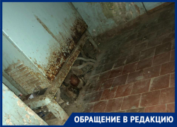 Забравшегося в электрощиток кота убило током, - волгодончанка Забравшегося в электрощиток кота убило током, - волгодончанка