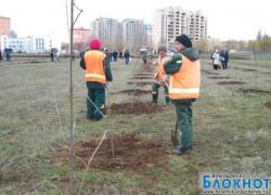 В парке «Молодежном» всего за час появилось 420 новых деревьев В парке «Молодежном» всего за час появилось 420 новых деревьев
