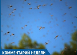 Очередного массового выплода мошек зафиксировано не будет, - главврач «Центра гигиены и эпидемиологии» Марина Медведева Очередного массового выплода мошек зафиксировано не будет, - главврач «Центра гигиены и эпидемиологии» Марина Медведева